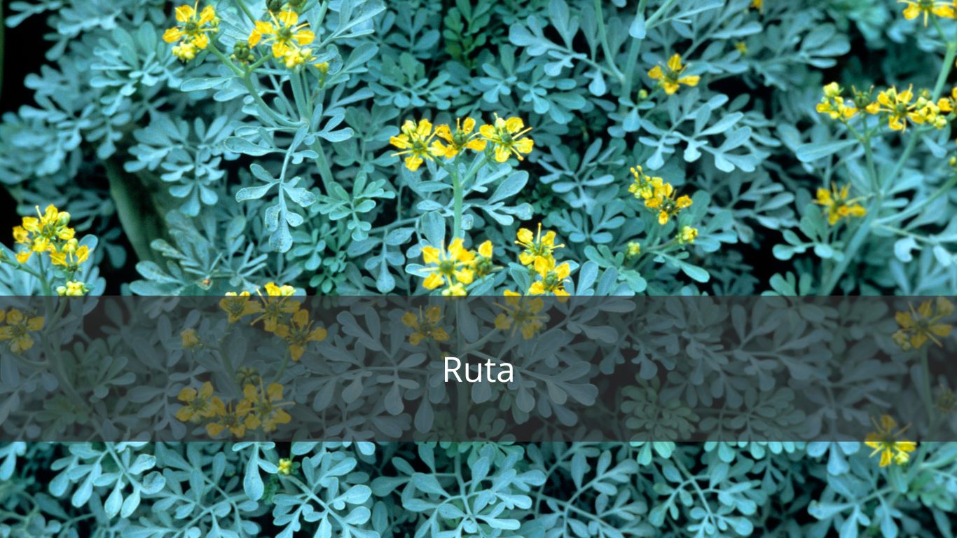 RUTA OCHRONA I OCZYSZCZENIE
