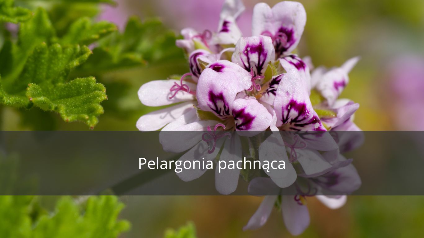 PELARGONIA PACHNĄCA WEDŁUG ŚW HILDEGARDY 