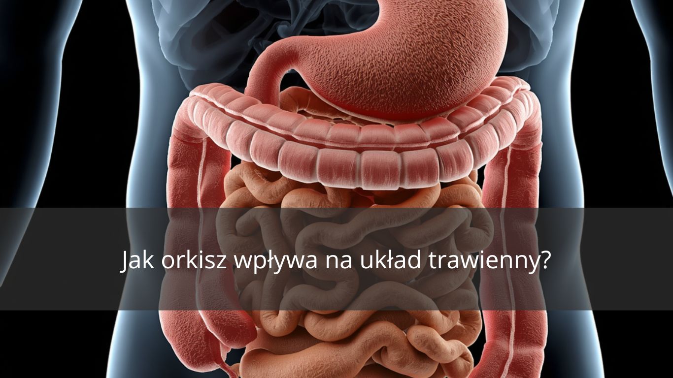 JAK ORKISZ WPŁYWA NA UKŁAD TRAWIENNY?